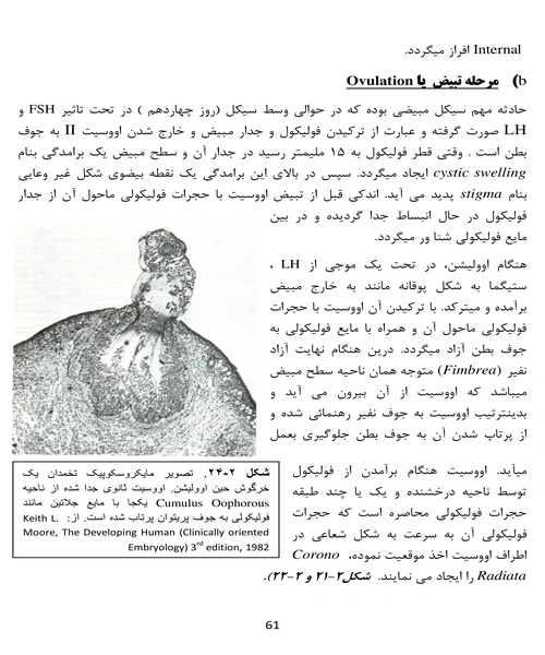 امبریولوژی عمومی انسان - نمونه چهارم - جزیره کتاب های الکترونیکی